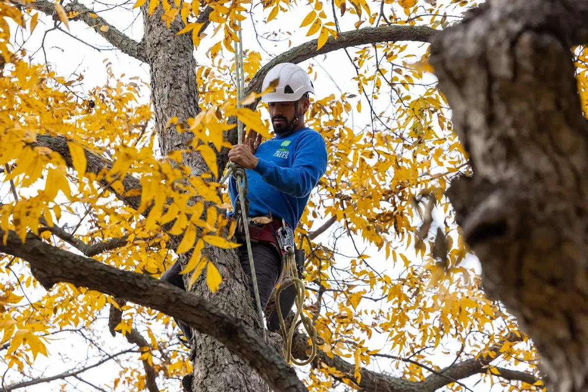 Skilled Tree Trimming crew working in Springerton